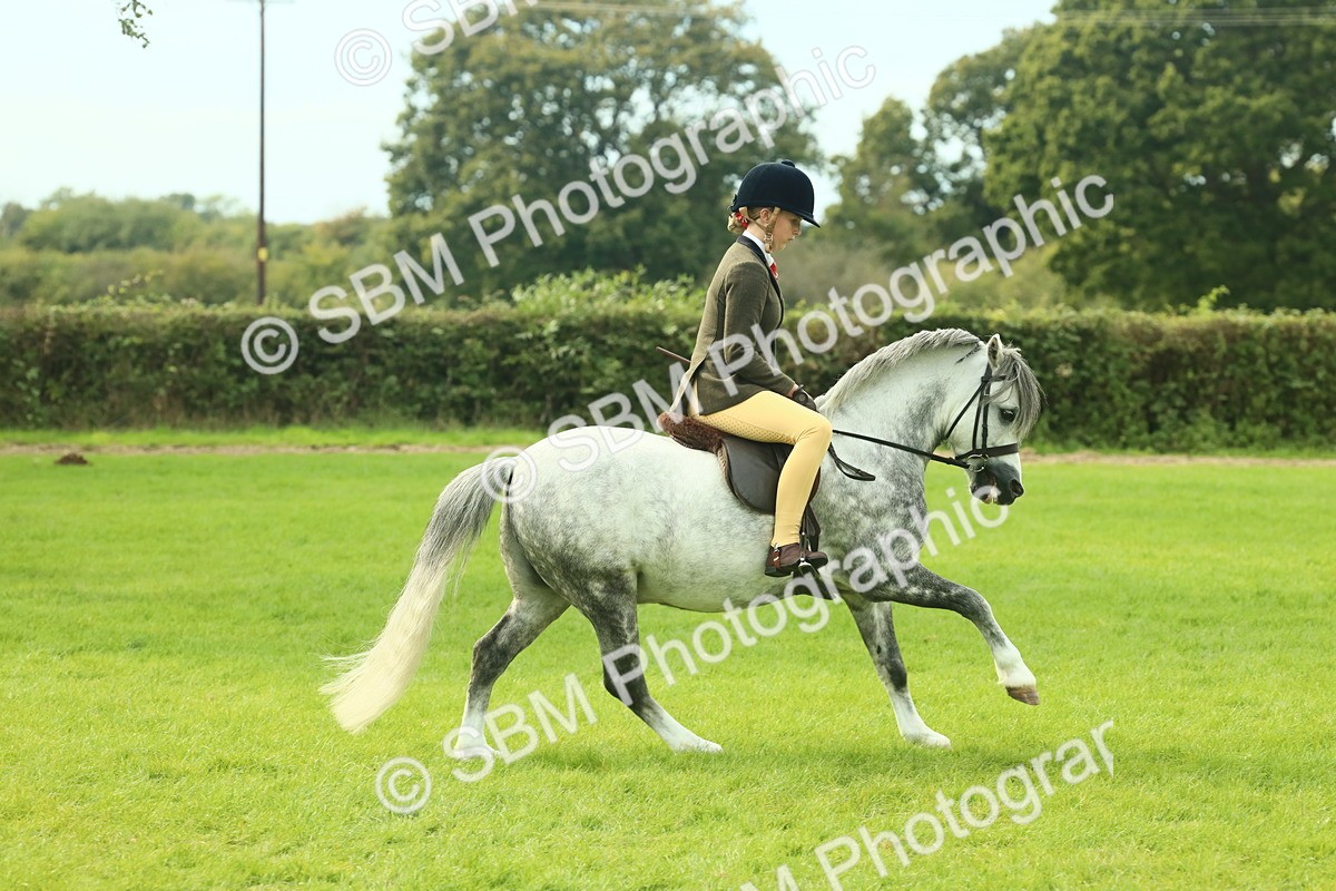 SBM_69822 - S59 - Mountain & Moorland Ridden Small Breeds