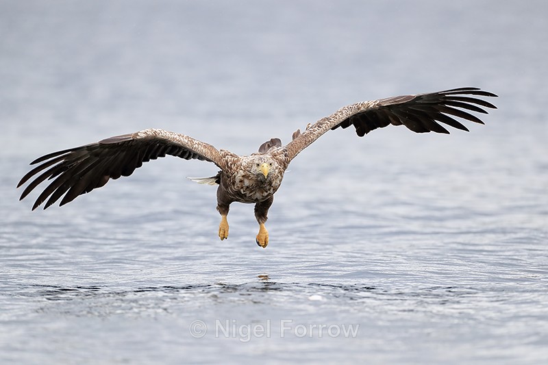 Sea Eagle low over water, Flatanger, Norway - White-tailed Sea-Eagle