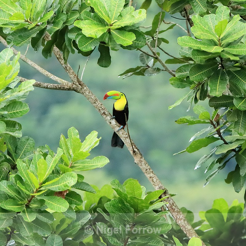 Keel-billed Toucan, Gamboa, Panama - Keel-billed Toucan