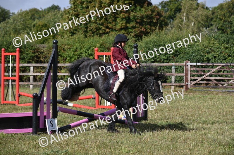 20250831-0439 - Class 7 - Absolute Novice 35cm