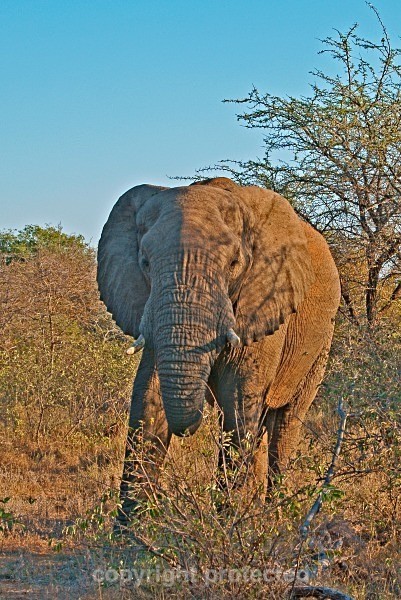 Elephant - Timbavati, South Africa - African Wildlife