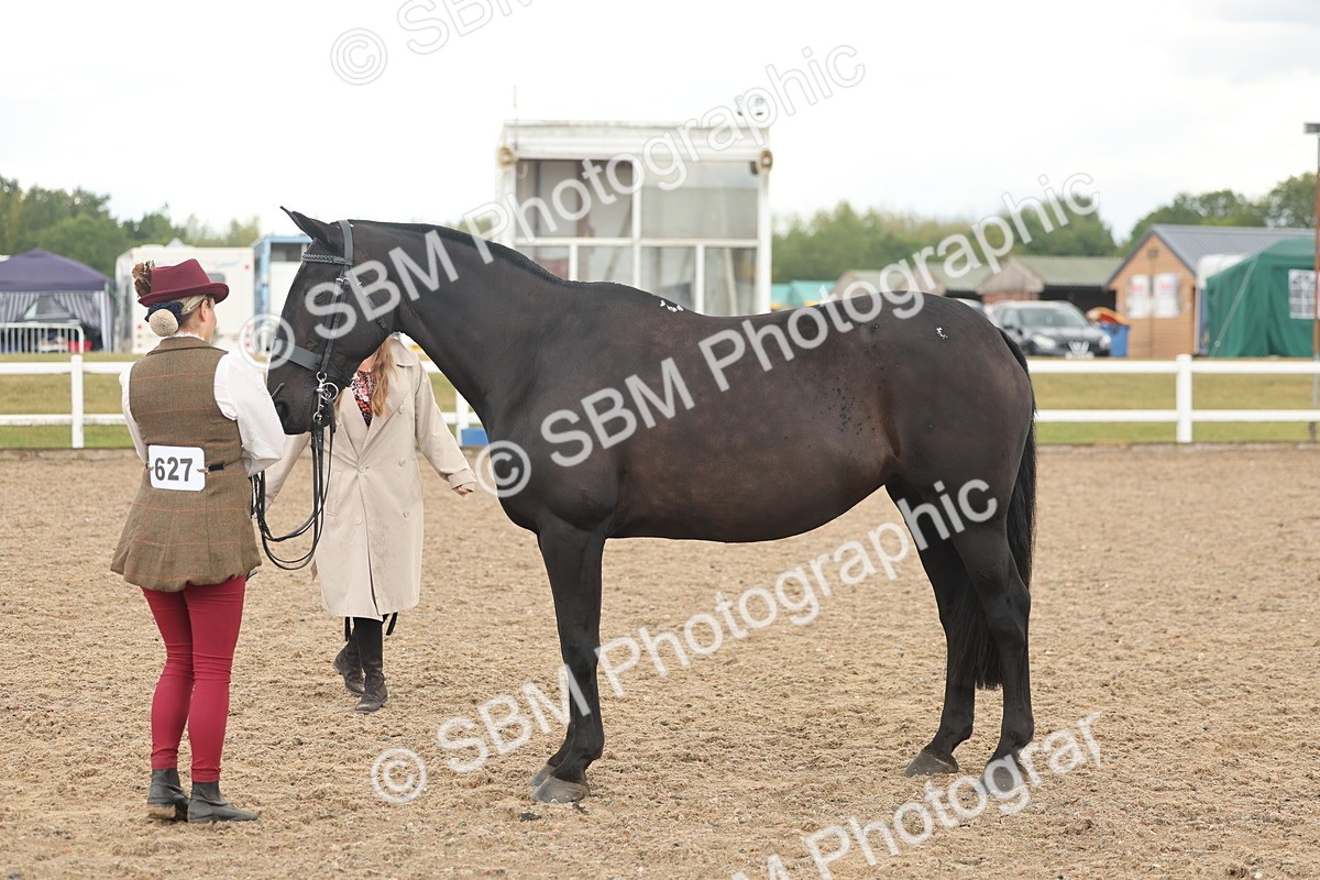 SBM_07871 - Class 28 - IH Veteran Horse