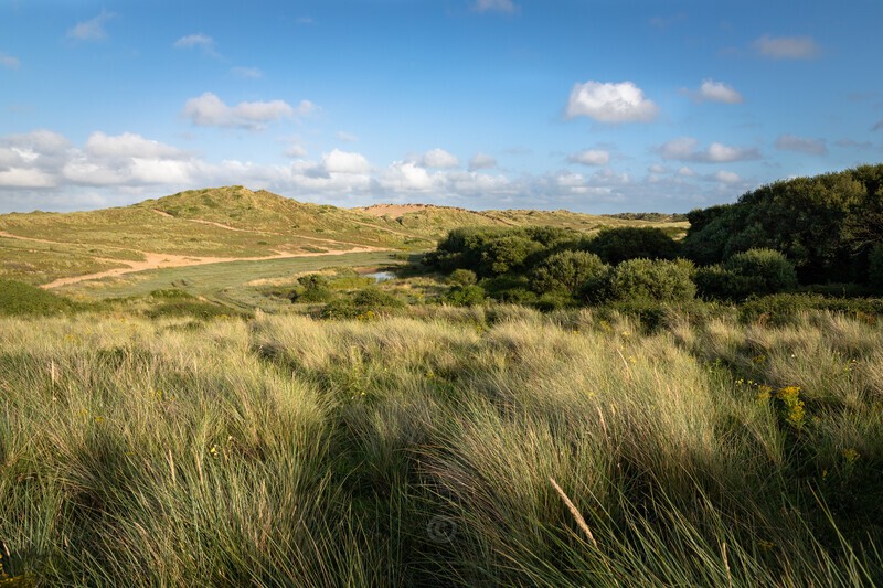 Dune World - North Devon