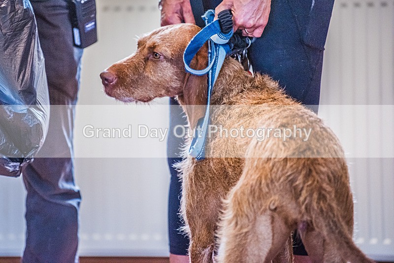 Stybarrow Dodd-37 - Kong Running Stybarrow Dodd Fell Race Saturday 4th November 2023