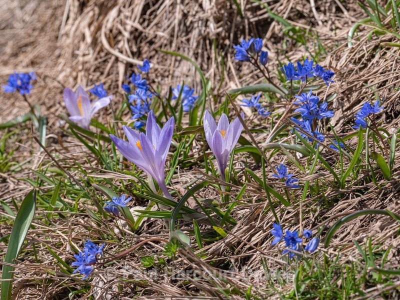 Spring crocus (Crocus neapolitanus  syn) Crocus vernus) with Alpine squill (Scilla bifolia) - Gargano - Wild Flowers