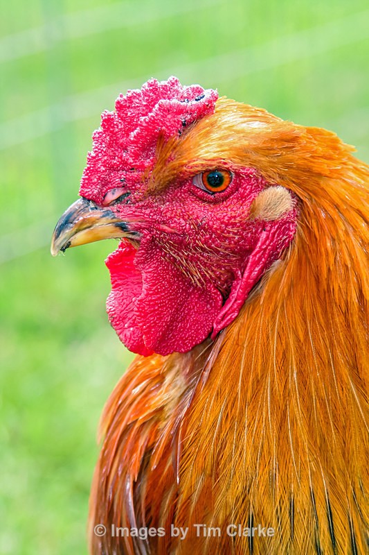 Angry Cockerel 2 - Wildlife