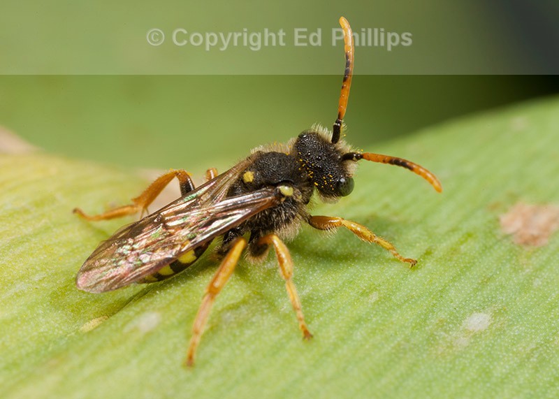 Nomada fucata male