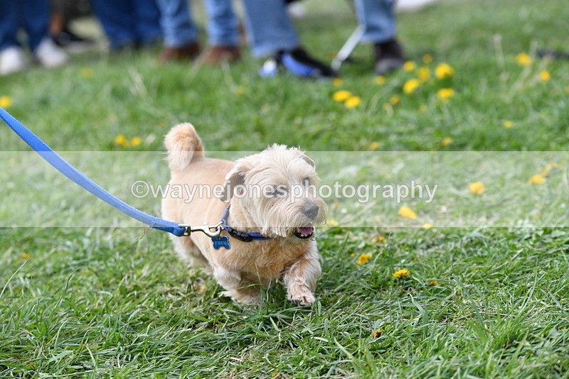 WJ5_0321 - Class 7 Best Terrier