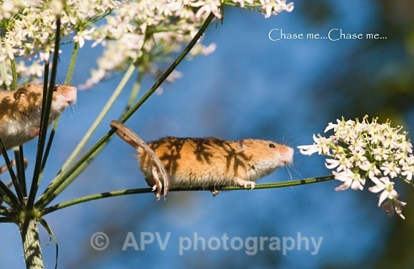 _DSC8280 - Bob's Harvest Mice.