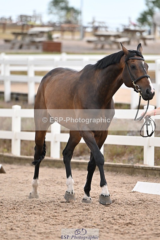 250716-145705-01544 - Trot Up 2.30 to 3.30