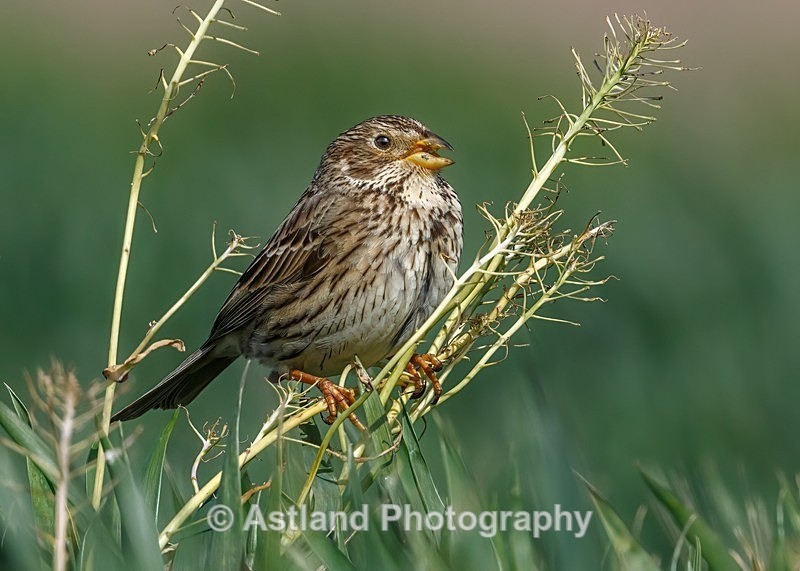 Astland Photography, Bird and Wildlife Images, Susan and Peter Wilson, U.K