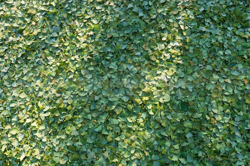 DSC_9189 - Trees