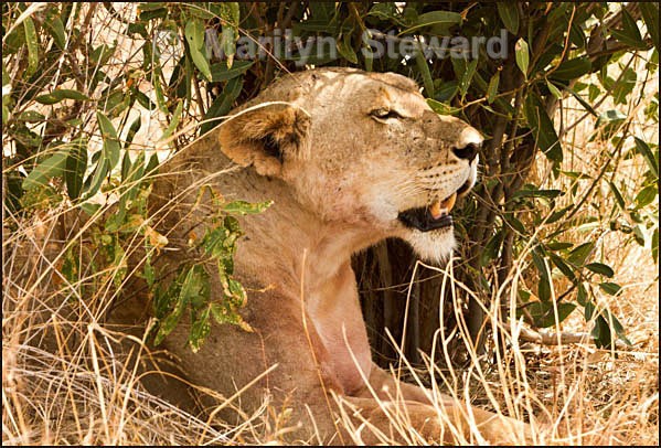 Lioness - Kenya, Tsavo East