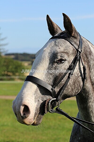 SIAL5329 - Miscellaneous pics