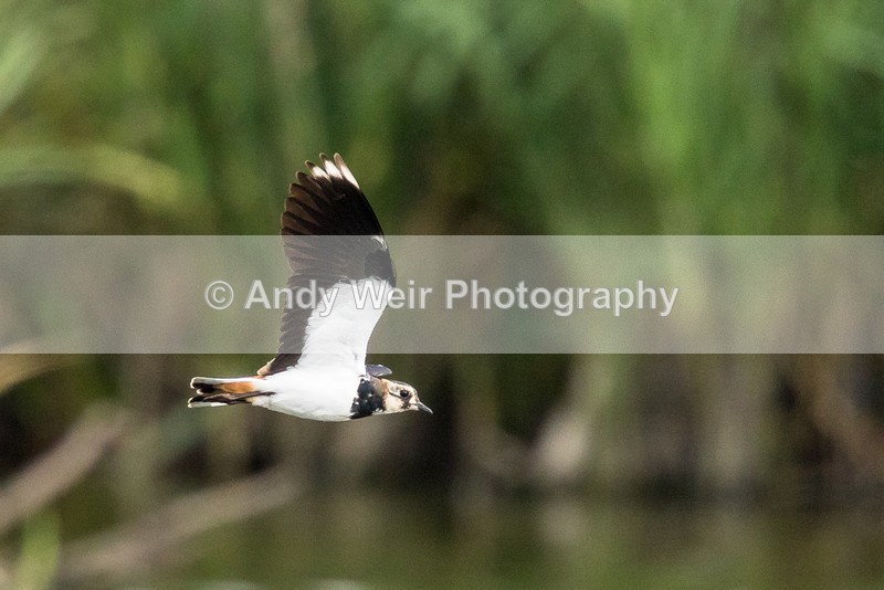 20160830-8E0A8771 - Lapwing