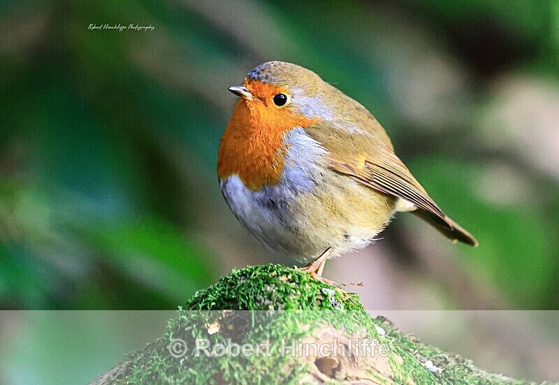 Robin - United Kingdom