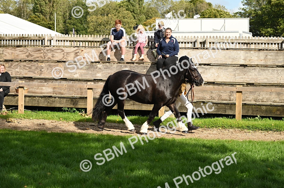SBM_24972 - S5 - Novice & Newcomer In hand