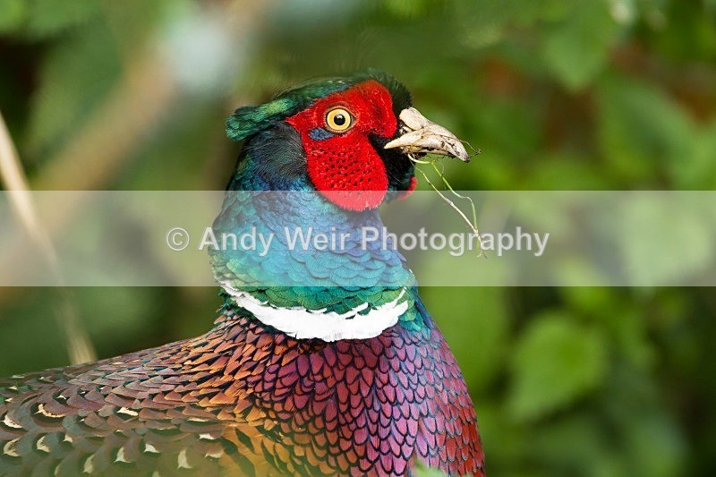 20121110-_MG_1357 - Gamebirds