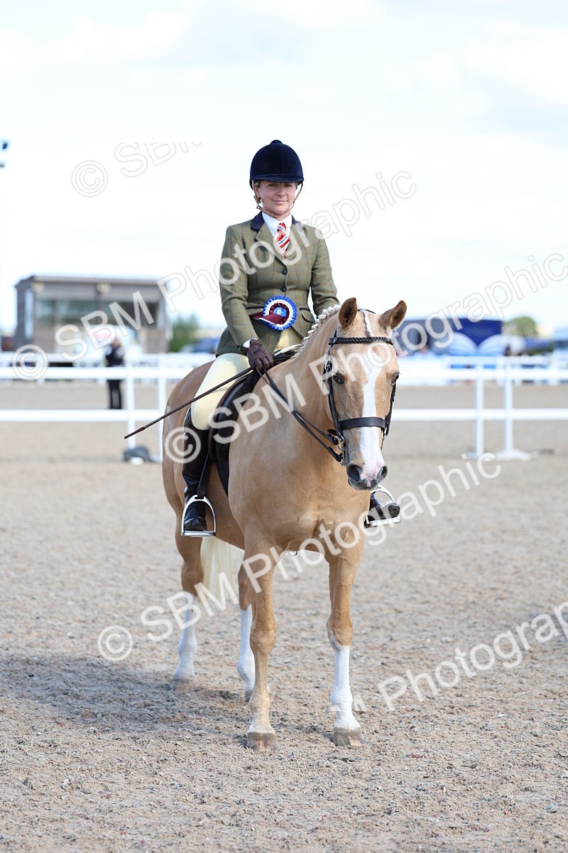 SBM_13346 - Class 311 - Ridden Show Pony Show Hunter Pony