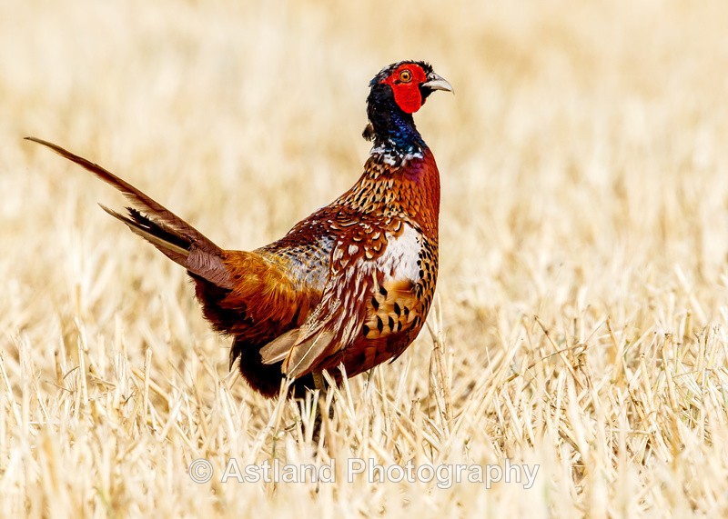 Astland Photography, Bird and Wildlife Images, Susan and Peter Wilson, U.K.