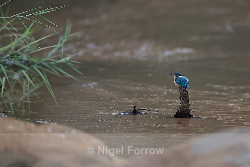 Common Kingfisher (female), Bandhavgarh, India - Common Kingfisher