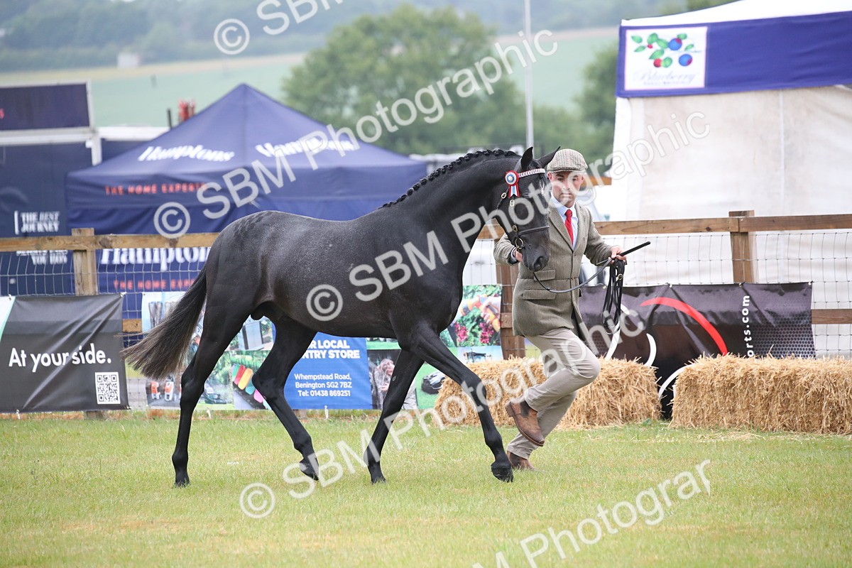 SBM_00037 - Class 17-20 - Arab & Part Bred - Anglo Arab In Hand