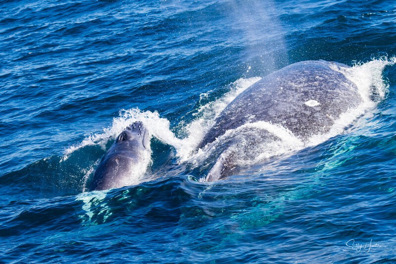 Mother and Calf 2 0A3A8020 - Humpback Whales