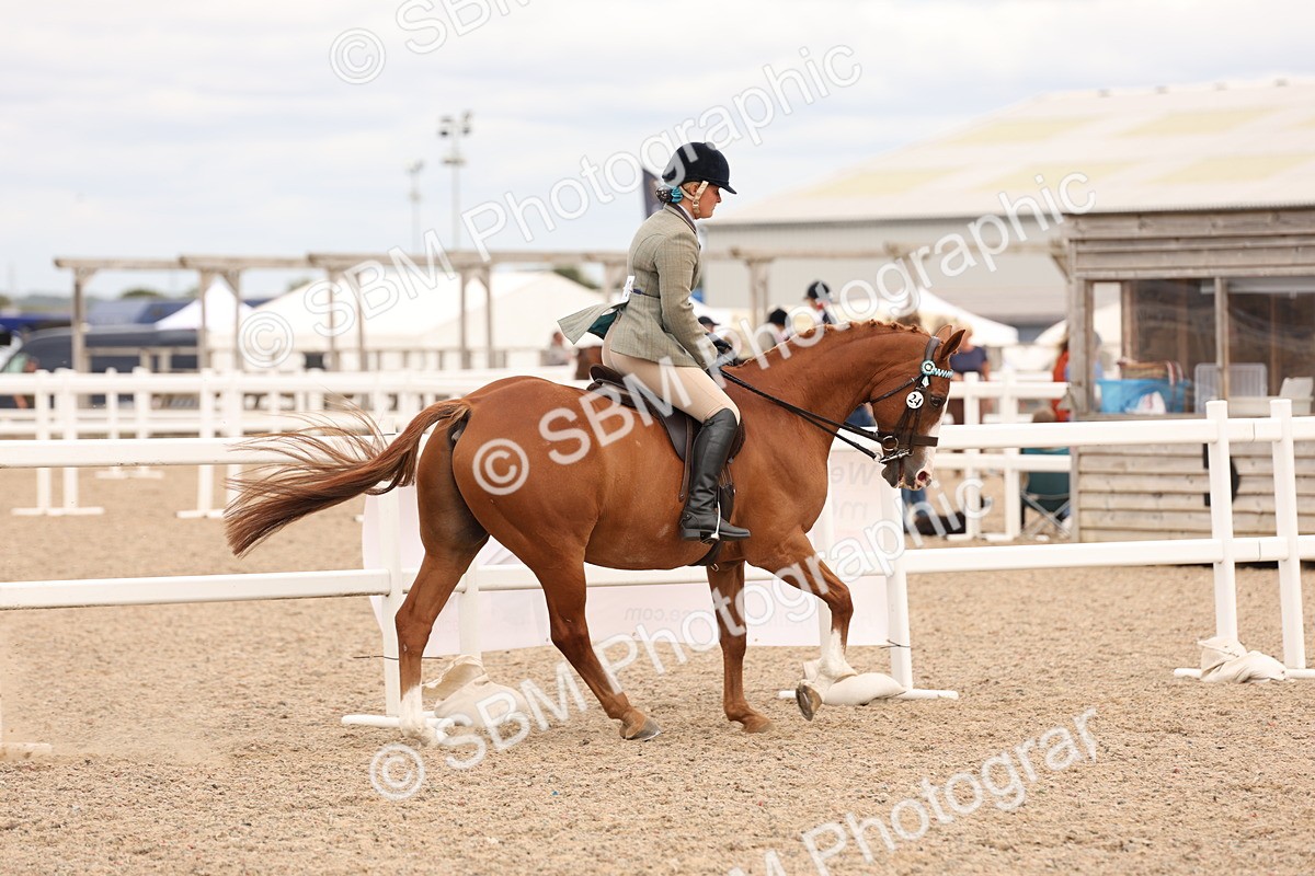 SBM_17327 - Class 214 - Ridden Hack Riding Horse