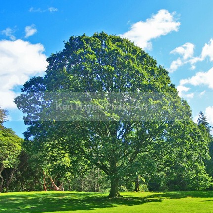Tree - Photo