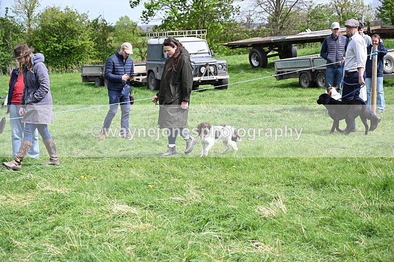 WJ6_8844 - Class 8 Best Working / Gun Dog or Bitch