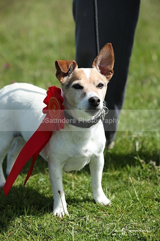SPXX0590 - Dog show