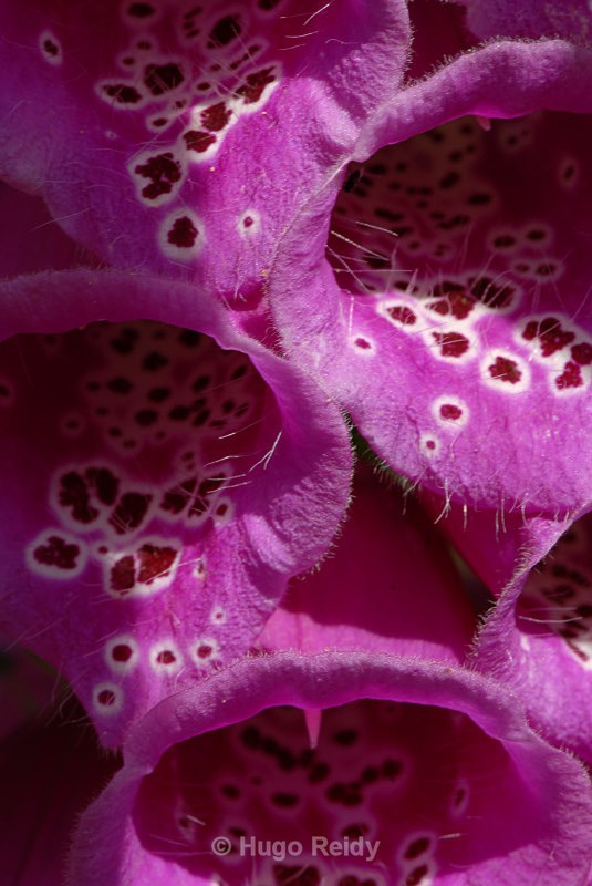  - Macro