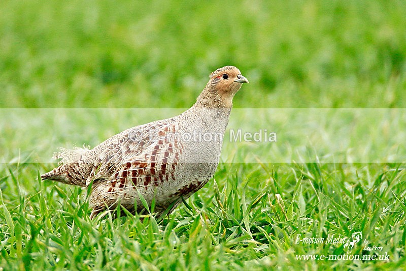 Grey Partridge 020512 26 - Nature