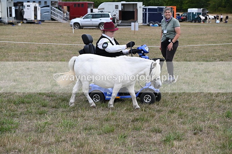 WJ6_6020 - Class 19 In-hand Veterans (Uploaded correct folder)