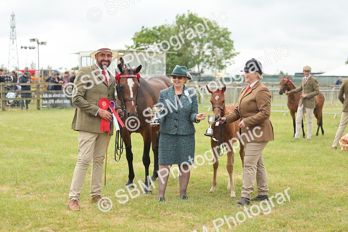SBM_05588 - Class 68-73 - Riding Pony Breeding