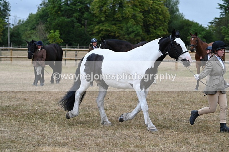 WJ7_9963 - Class 5a Most Handsome Gelding (above 14.2hh)