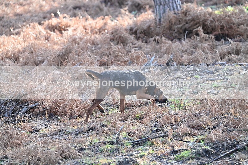 WJ7_7579 - Line 3 (no line 4 or 5)