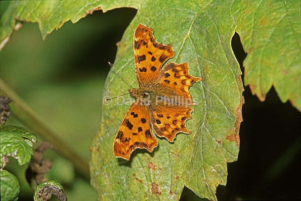 Comma Butterfly - Insects
