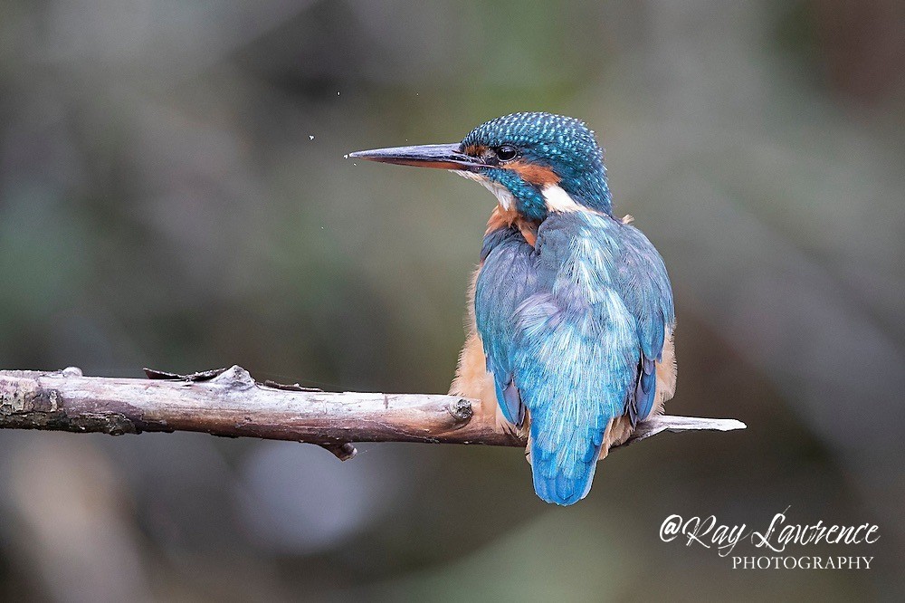 Kingfisher Alcedo Atthis081 - Kingfishers