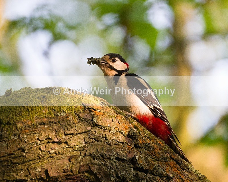 20100605-0154 - Woodpecker