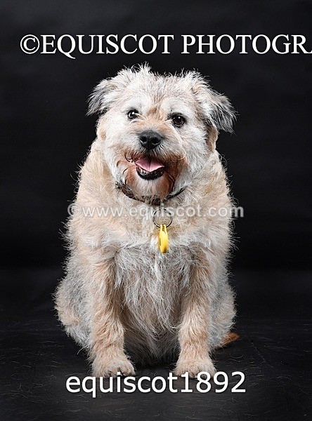 equiscot1892 - ODIE & TIA