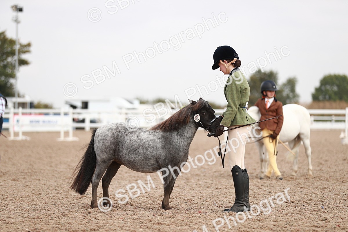 SBM_11872 - Class 206 IH Non Show Type Pony