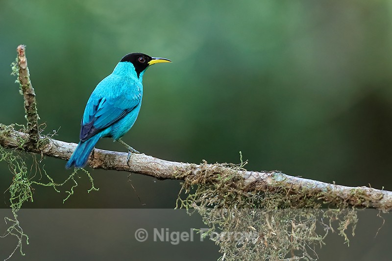 Green Honeycreeper (male) perched, Limon Province, Costa Rica - Green Honeycreeper