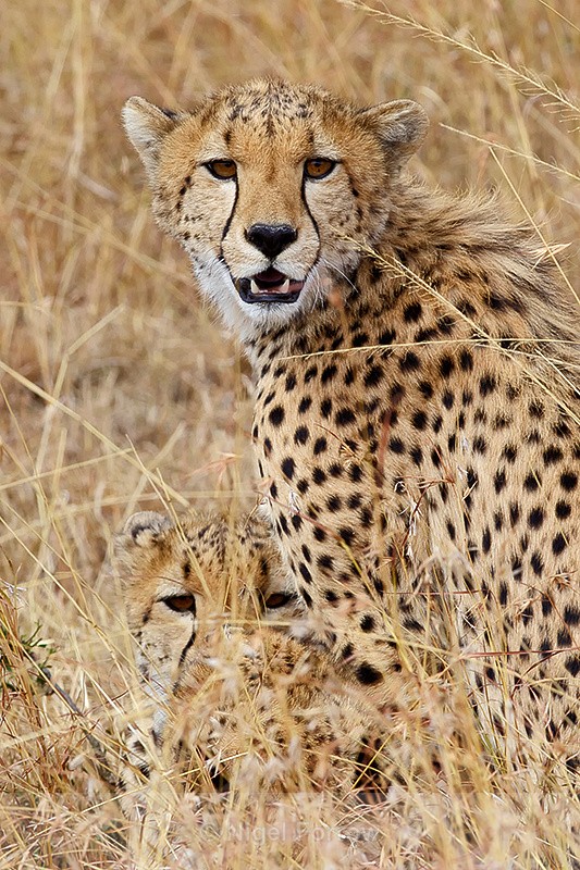 Cheetah brothers - Cheetah