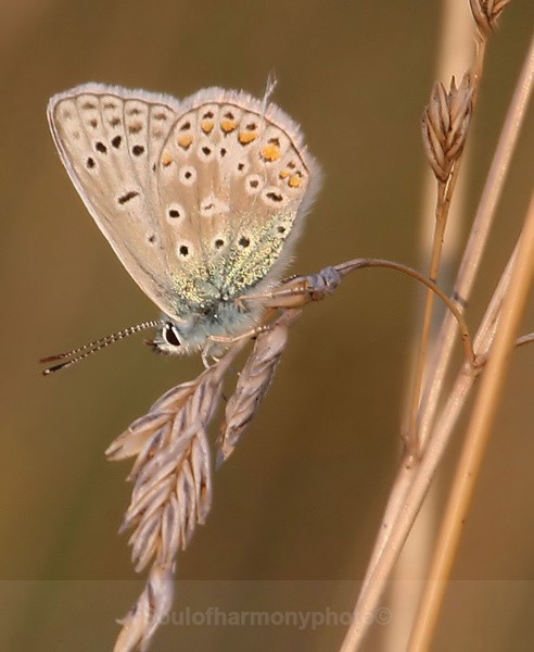 Common Blue - Invertebrate's Macro