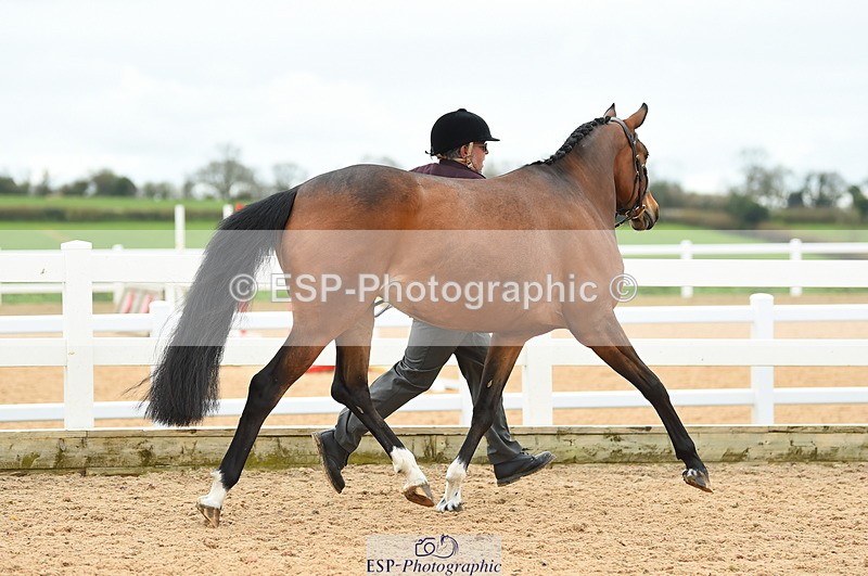230416A-140238-04730 - Cls 46+43 In Hand Warmbloods and Foreign
