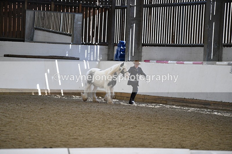 WJ5_5278 - Class 8 In hand cob