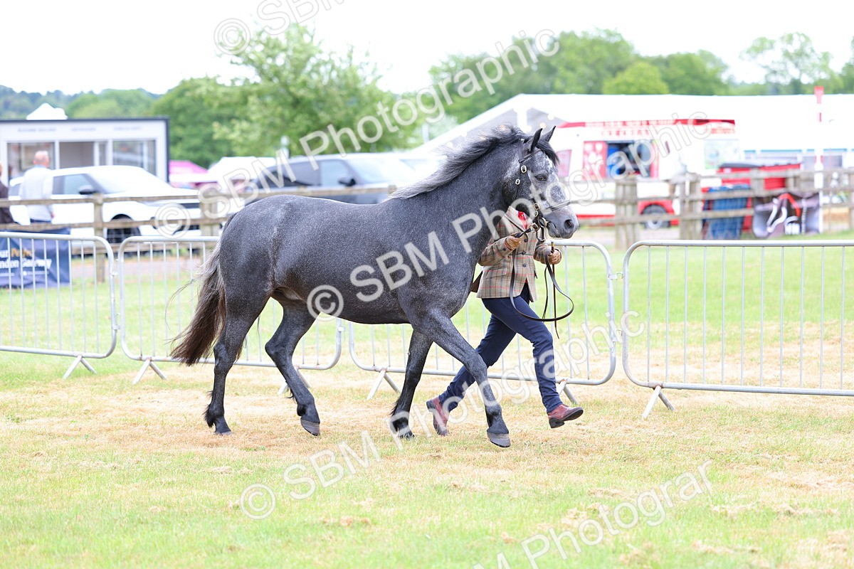 SBM_04035 - Class 64-67 - Shetland Pony In Hand