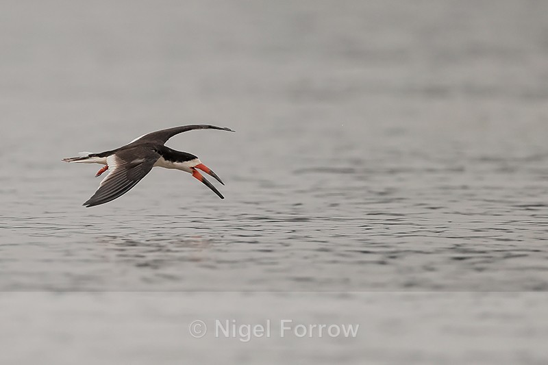 Black Skimmer low over river, Pantanal, Brazil - Black Skimmer