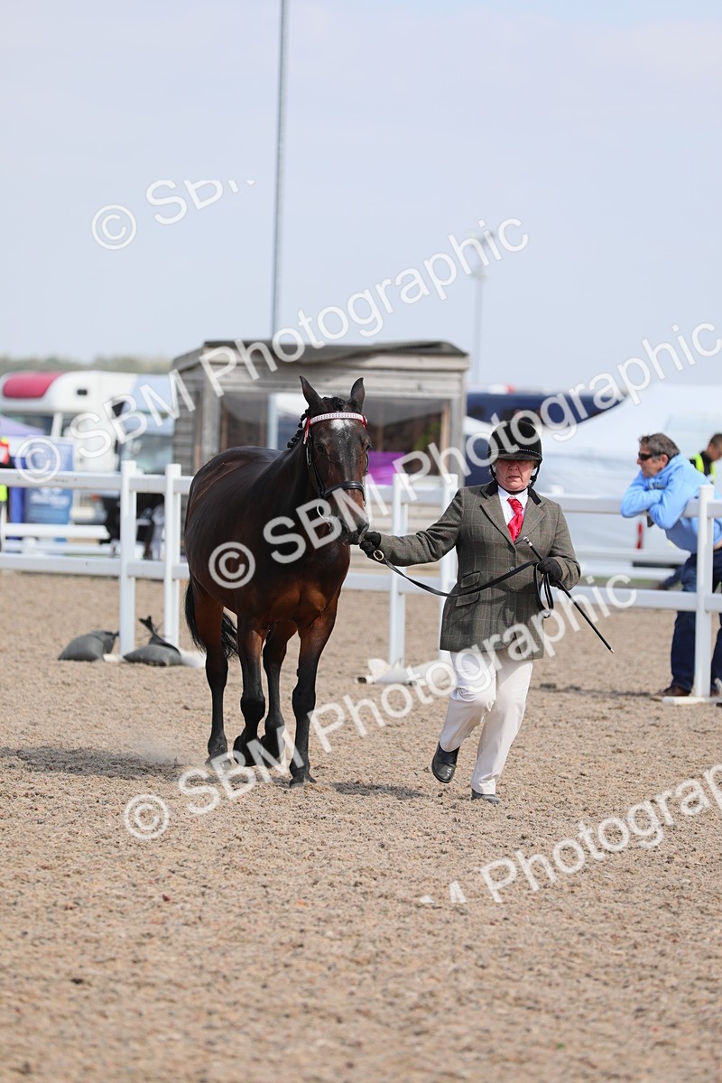 SBM_15790 - Class 312 IH Competition Horse/Pony